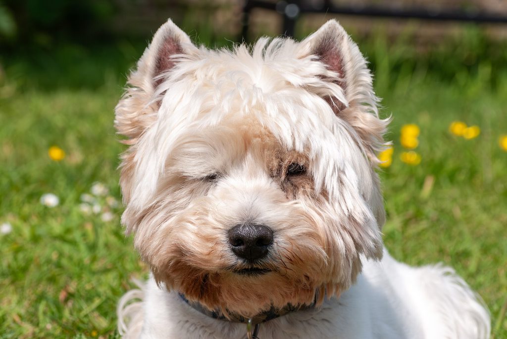 What Dogs Teach Us About the Gut-Brain Axis Close-up portrait of a West Highland White Terrier